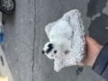 Hediyelik Minderli Sesli Kedi